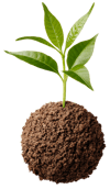 Zyfe_SoilPlant-1