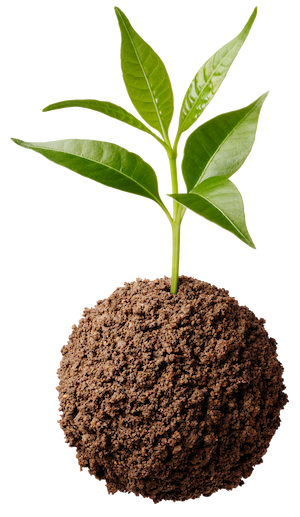 Zyfe_SoilPlant-1