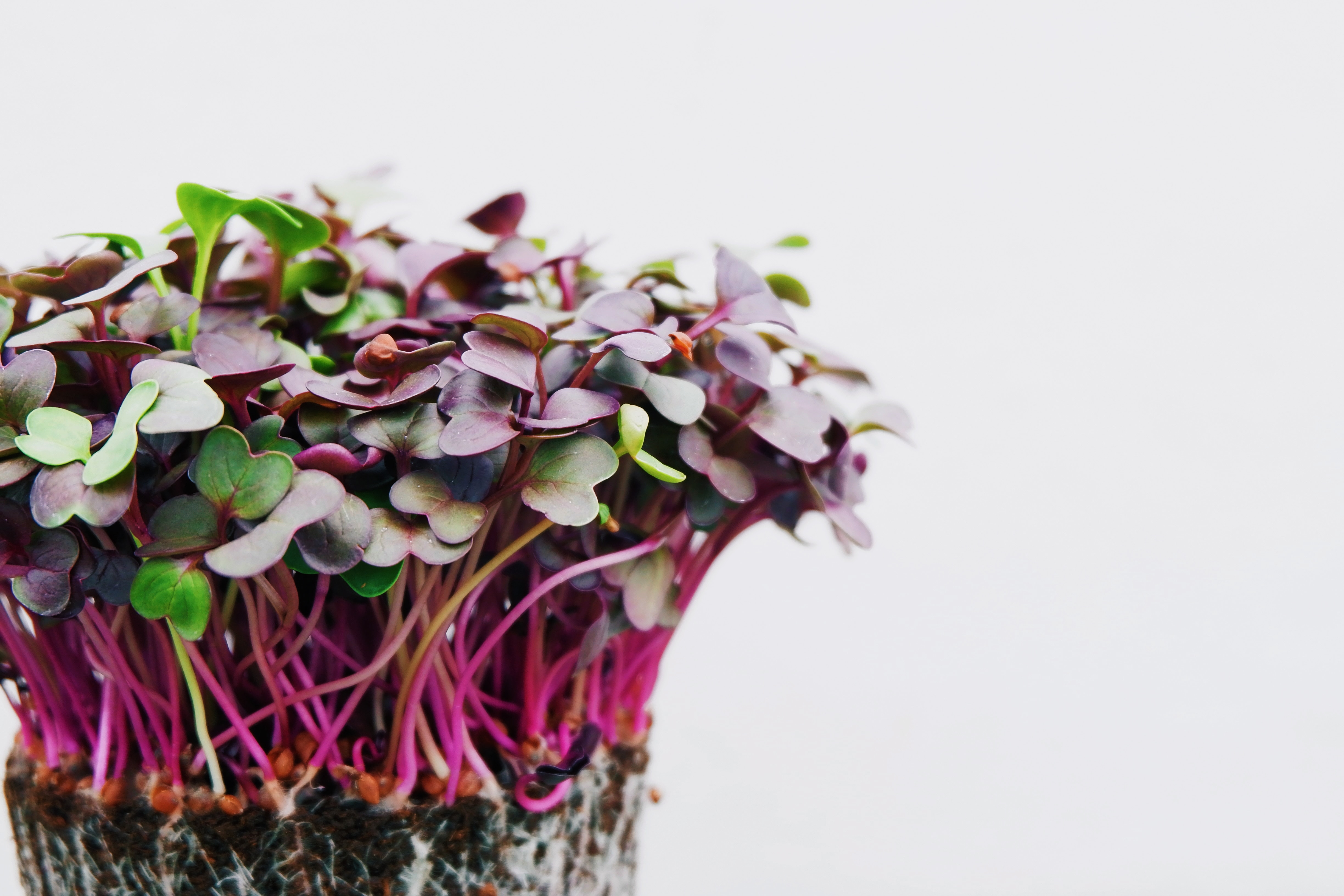 zyfe-purple-sprouting-radish